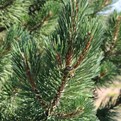 Tannenbaum Mugo Pine